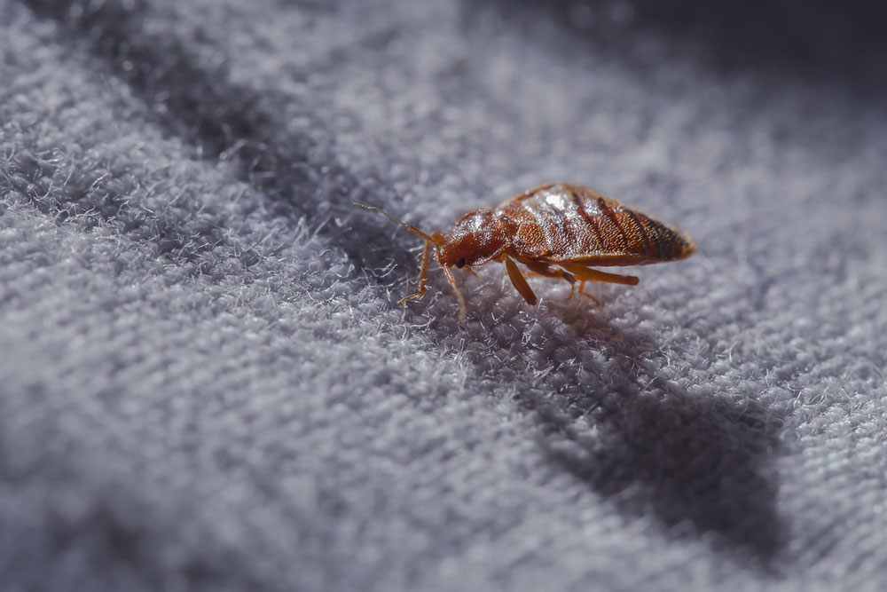 A bedbug stands on a white blanket.