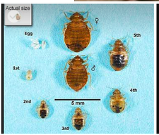 Bed Bug Heater Al Ohio, How Much Does It Cost For Pest Control Bed Bugs