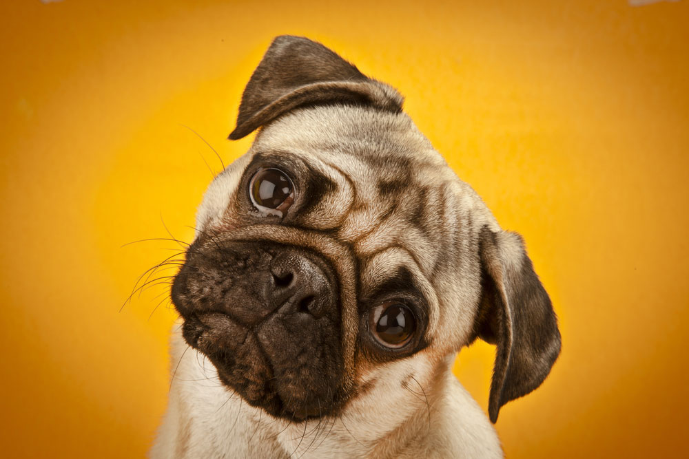 A pug dog tilts its head in confusion.